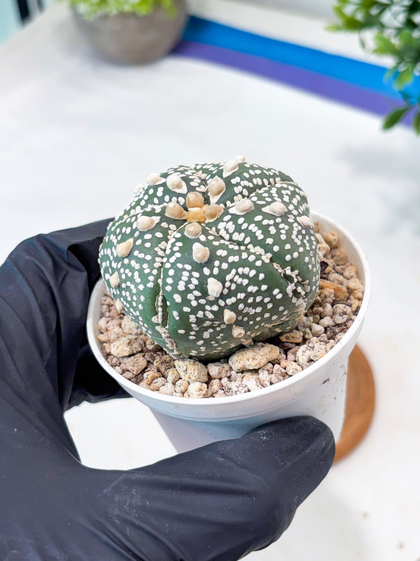Astrophytum 5-Rib (T8) (y5) | Imported From Japan