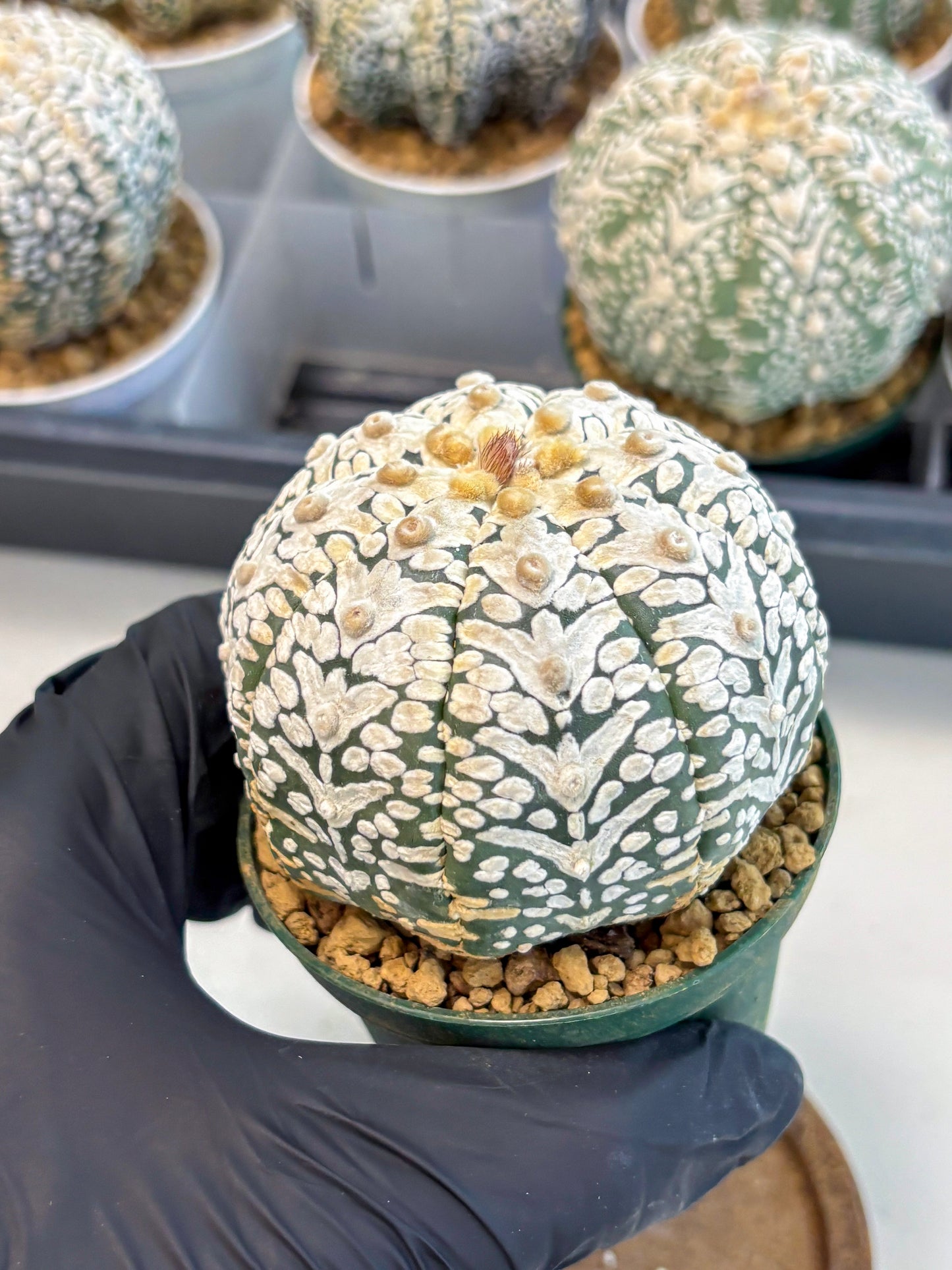 Astrophytum V-Type (at6) (y5) | Rare Star Cactus