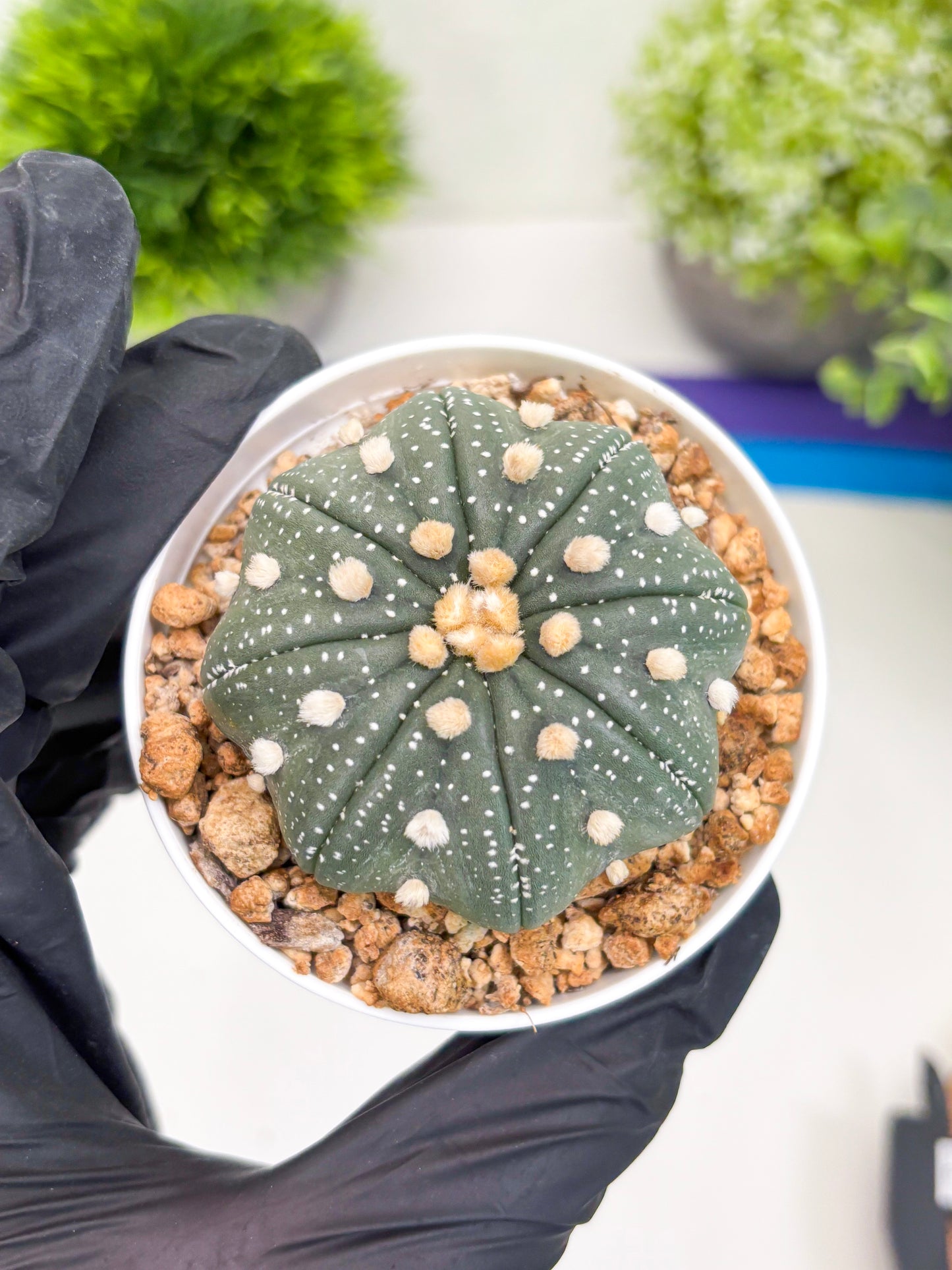 Astrophytum Super Kabuto (t7) (b1) | Imported Plants | 3" Pot