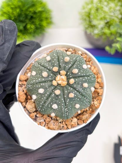Astrophytum Super Kabuto (t7) (b1) | Imported Plants | 3" Pot