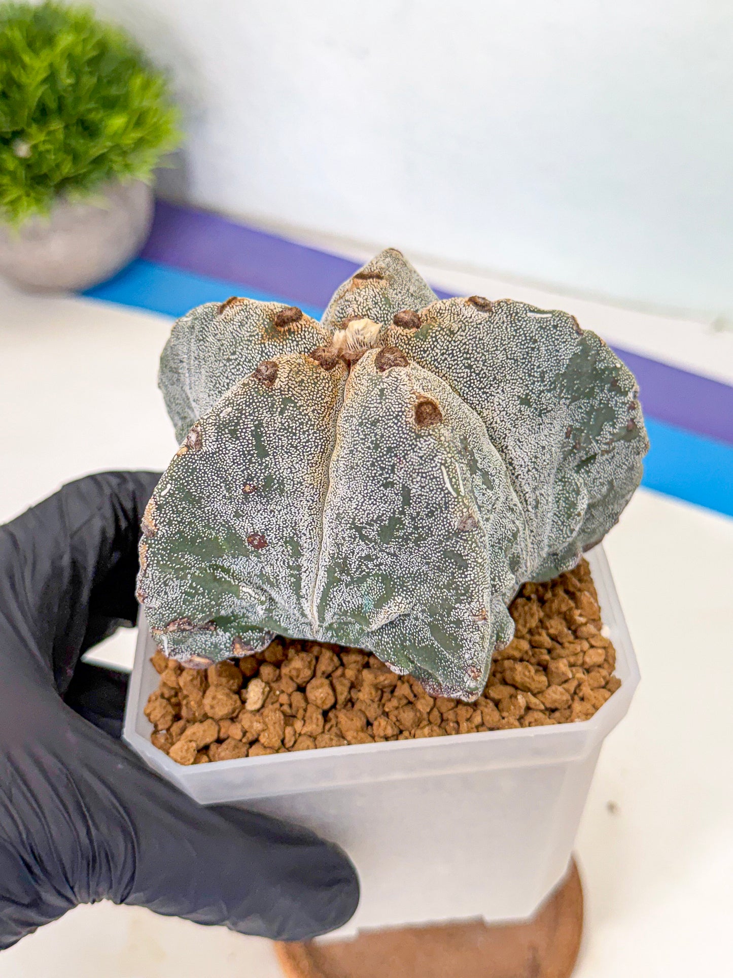 Astrophytum myriostigma (bb) | Desert Plant