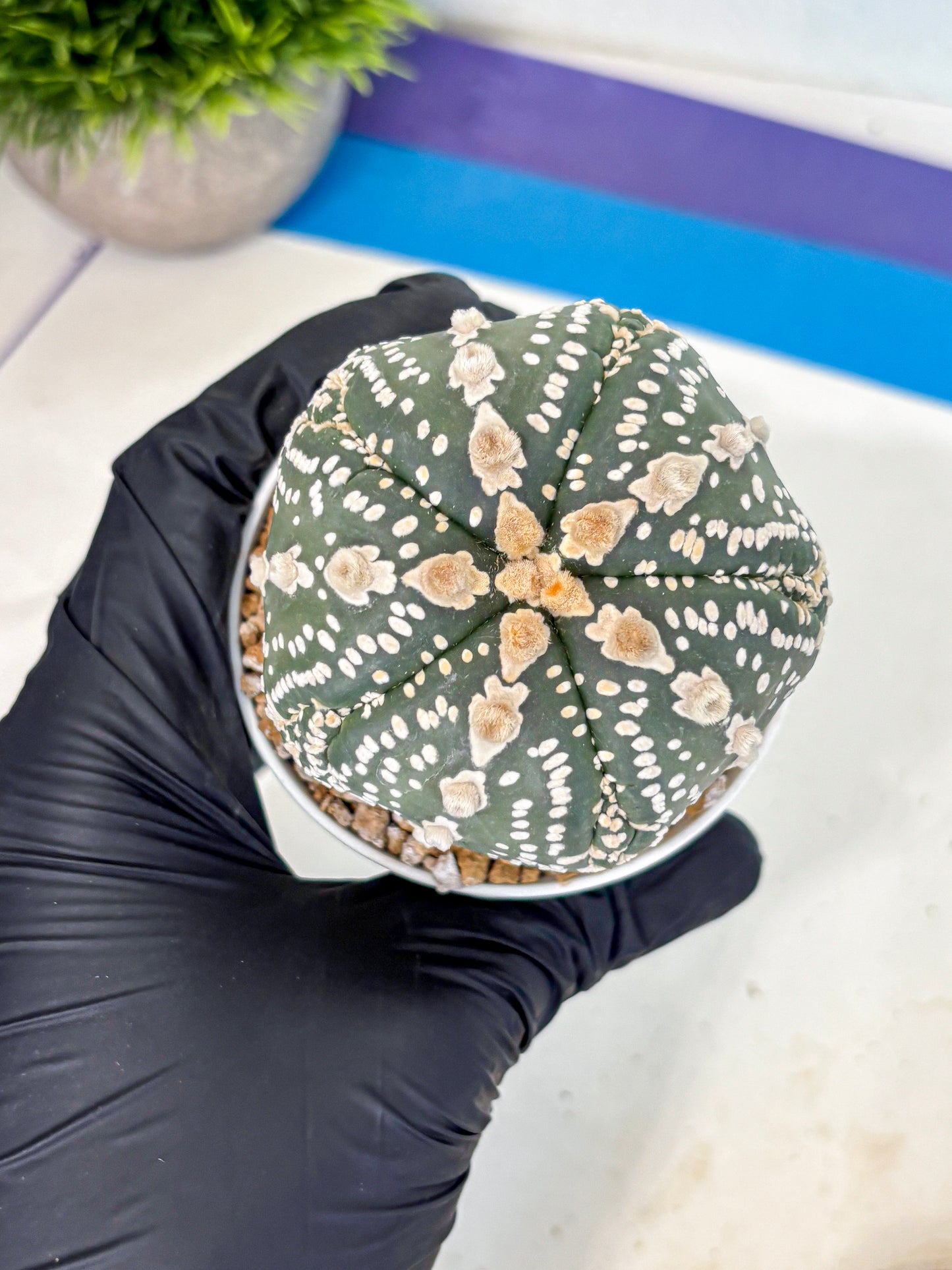 Astrophytum 5-Ribs (at7) (b1) | Living Rocks