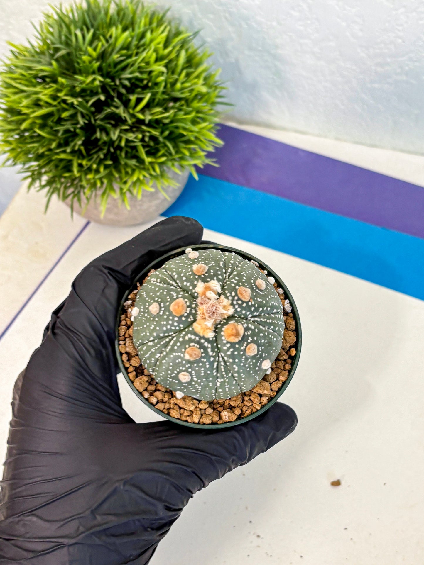Astrophytum Fukuryu (at8) (10) | Rare Plant | Succulent Cactus