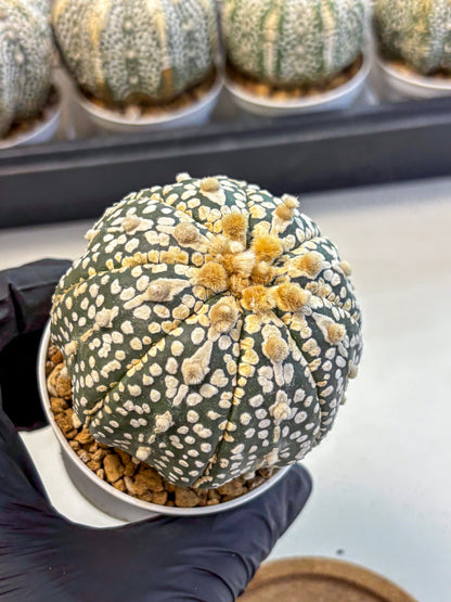 Astrophytum Super Kabuto (at10) (11) | sand dollar cactus