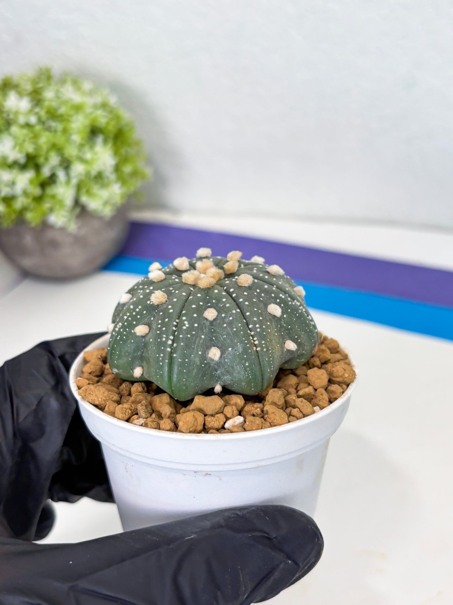 Astrophytum Star Shape (at3) (p5) | Very Rare Cactus