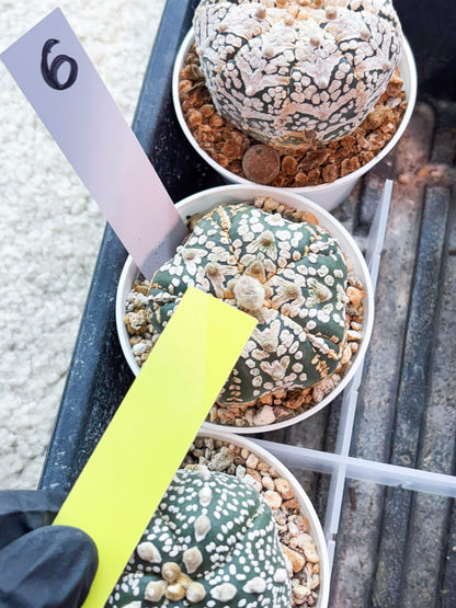 Astrophytum 5-Rib (T8) (y6) | Imported From Japan