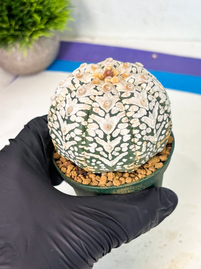 Astrophytum V-Type (at6) (y5) | Rare Star Cactus
