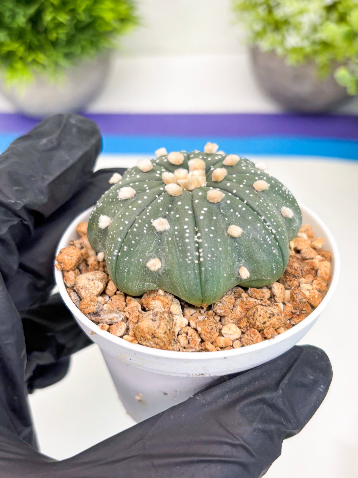 Astrophytum Super Kabuto (t7) (b1) | Imported Plants | 3" Pot