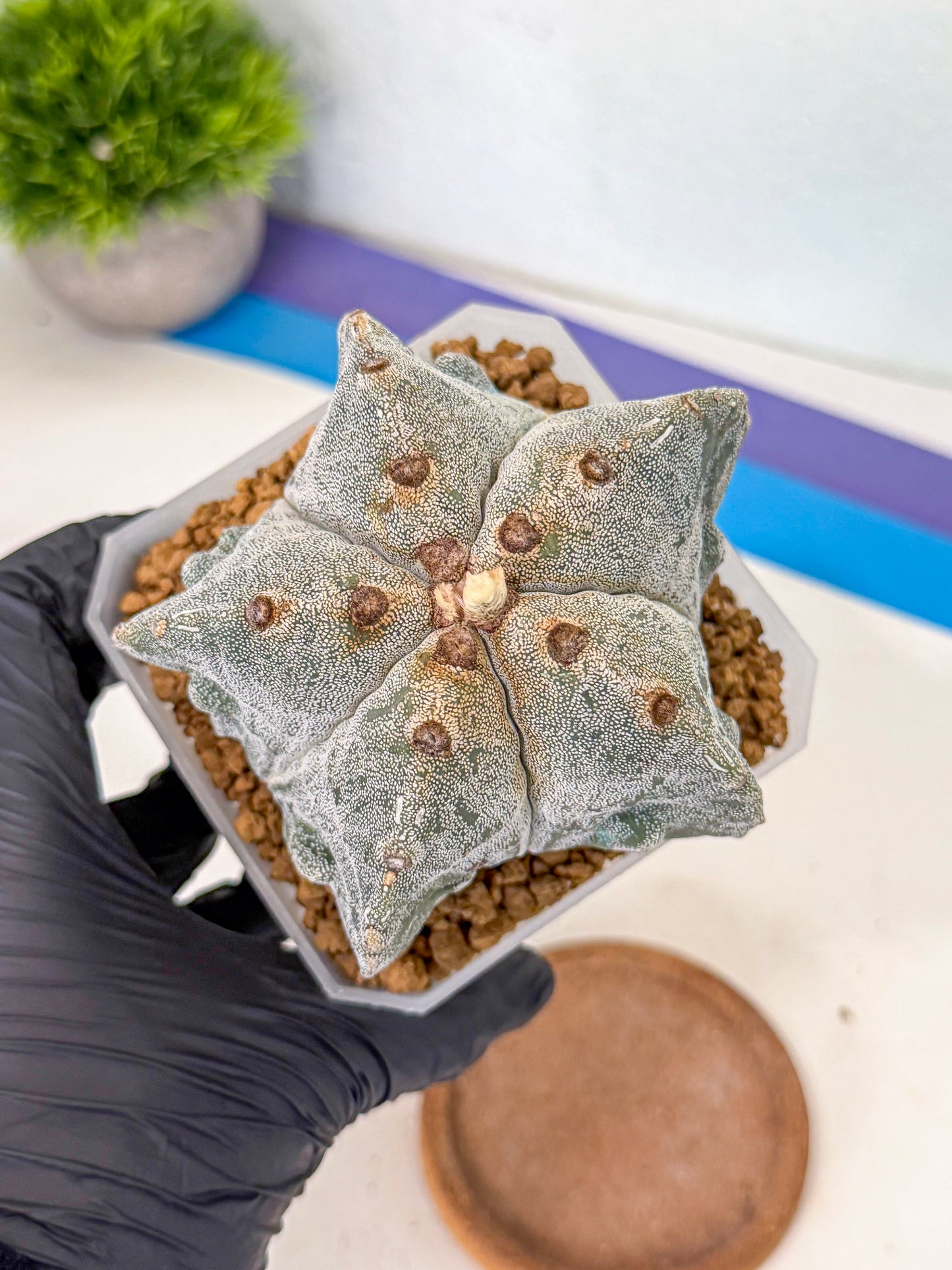 Astrophytum myriostigma (bb) | Desert Plant