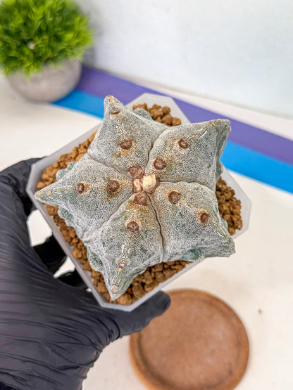 Astrophytum myriostigma (bb) | Desert Plant