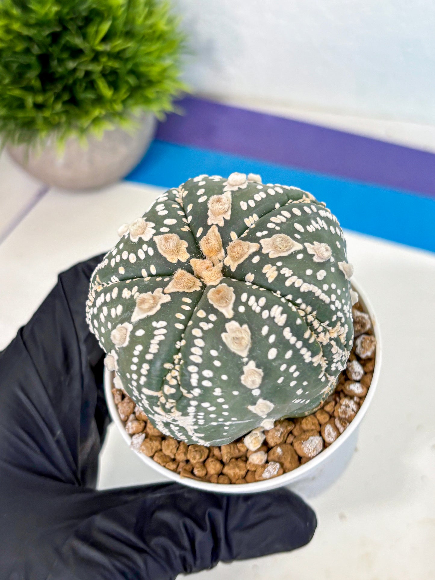 Astrophytum 5-Ribs (at7) (b1) | Living Rocks