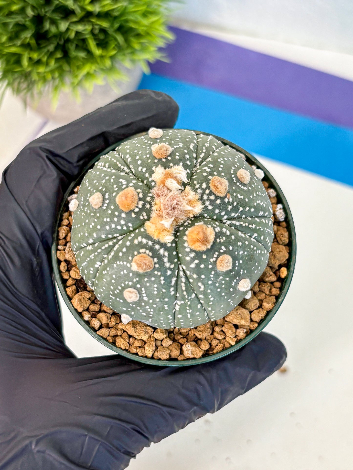 Astrophytum Fukuryu (at8) (10) | Rare Plant | Succulent Cactus