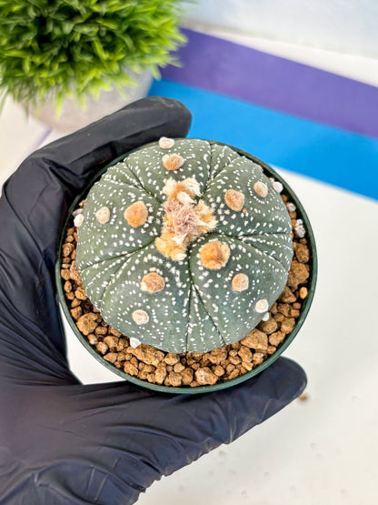 Astrophytum Fukuryu (at8) (10) | Rare Plant | Succulent Cactus