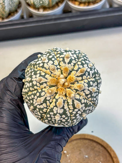 Astrophytum Super Kabuto (at10) (11) | sand dollar cactus