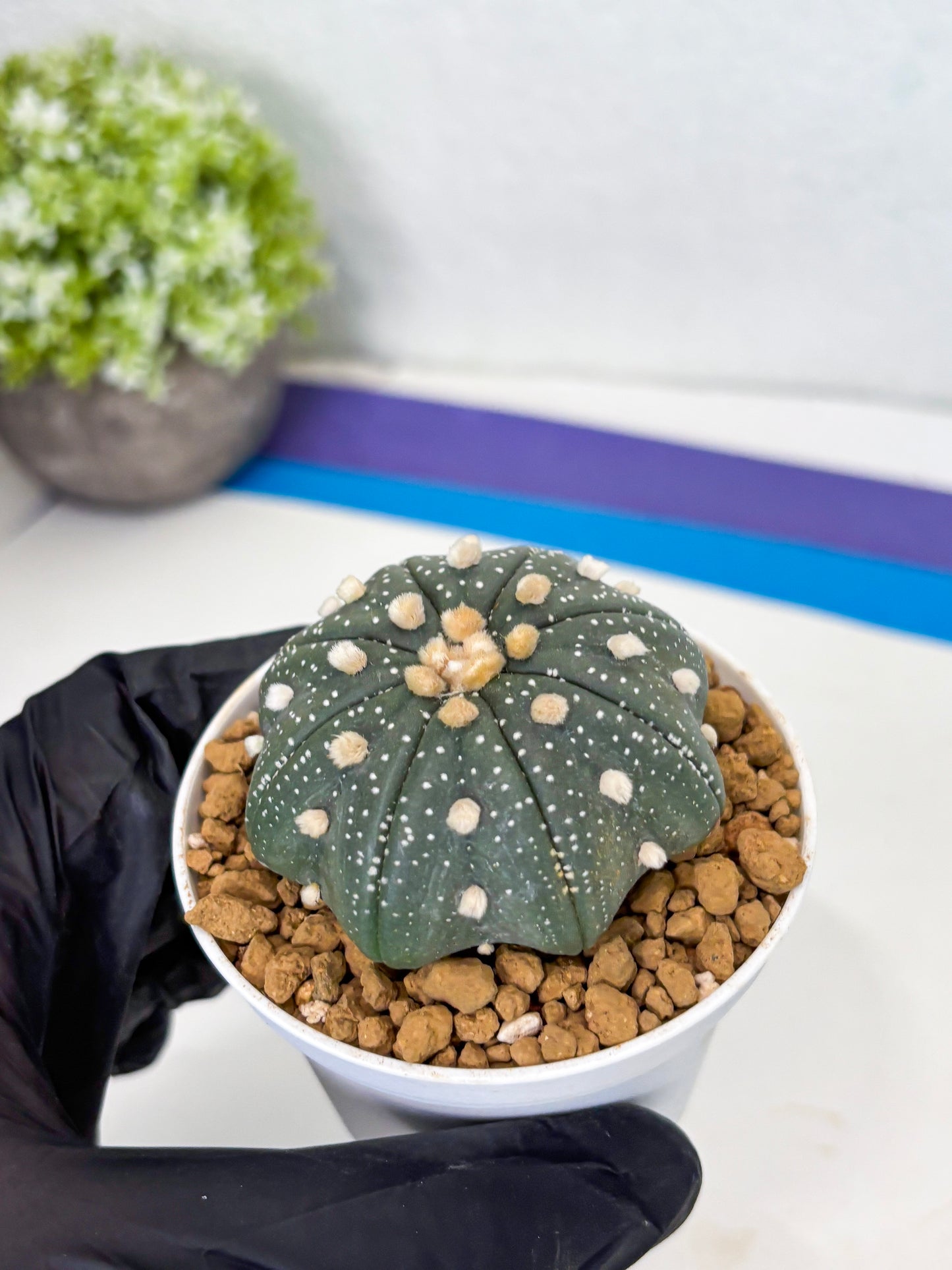 Astrophytum Star Shape (at3) (p5) | Very Rare Cactus