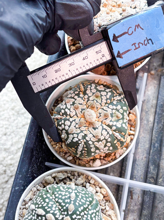 Astrophytum 5-Rib (T8) (y6) | Imported From Japan