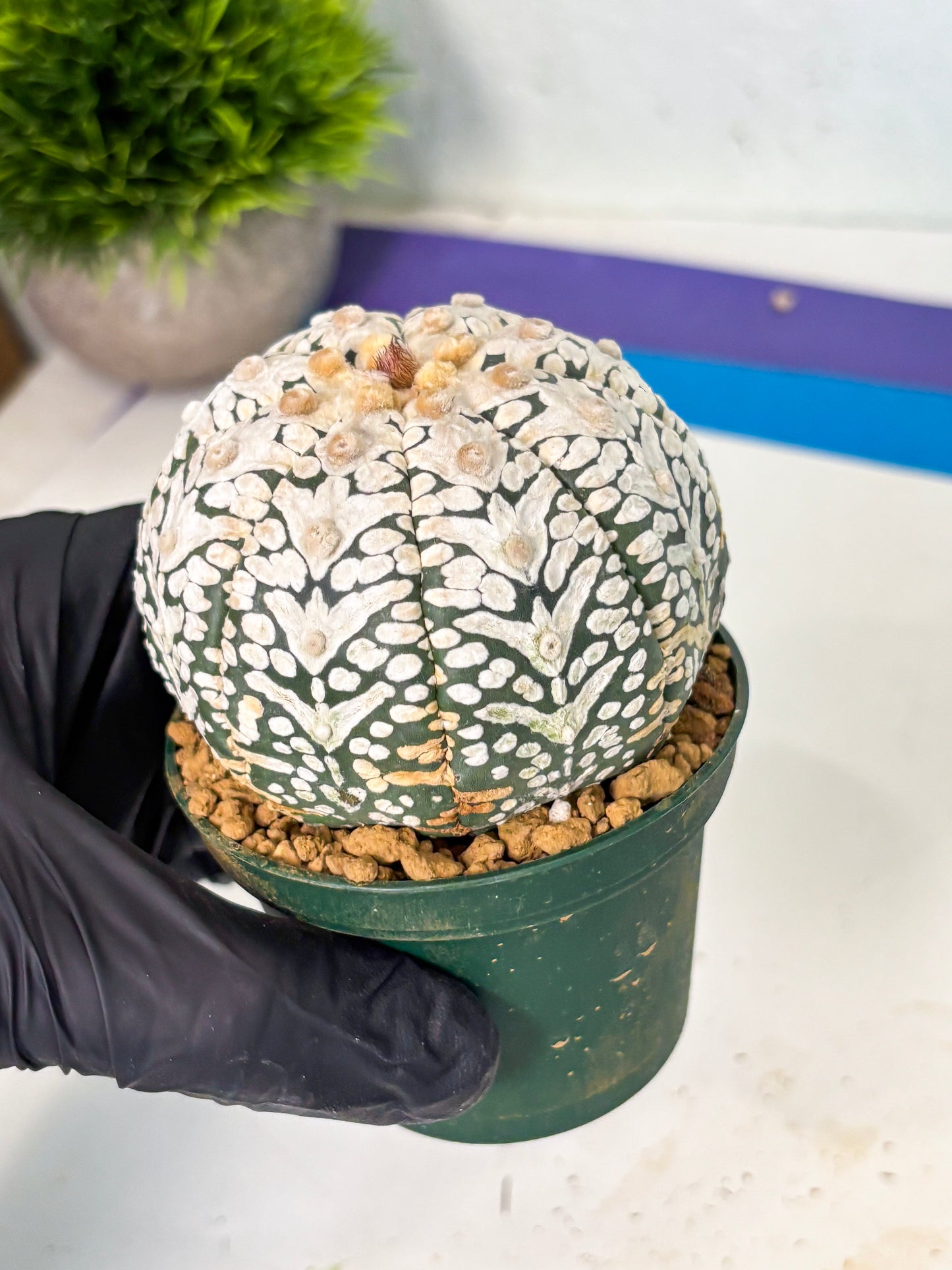 Astrophytum V-Type (at6) (y5) | Rare Star Cactus