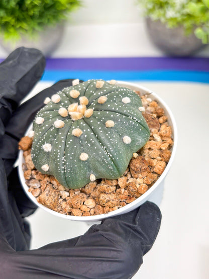 Astrophytum Super Kabuto (t7) (b1) | Imported Plants | 3" Pot