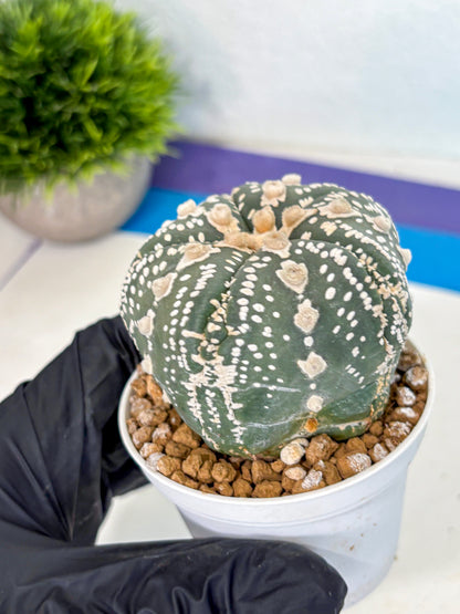 Astrophytum 5-Ribs (at7) (b1) | Living Rocks