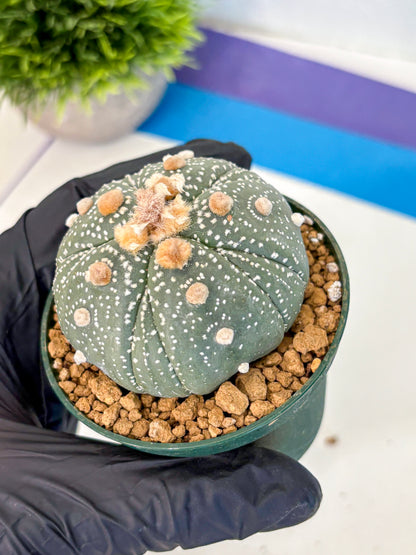 Astrophytum Fukuryu (at8) (10) | Rare Plant | Succulent Cactus