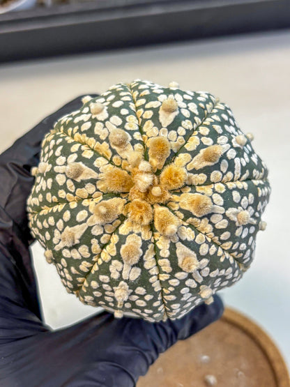 Astrophytum Super Kabuto (at10) (11) | sand dollar cactus