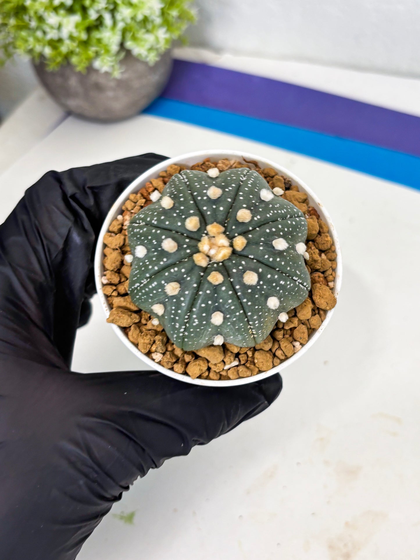 Astrophytum Star Shape (at3) (p5) | Very Rare Cactus