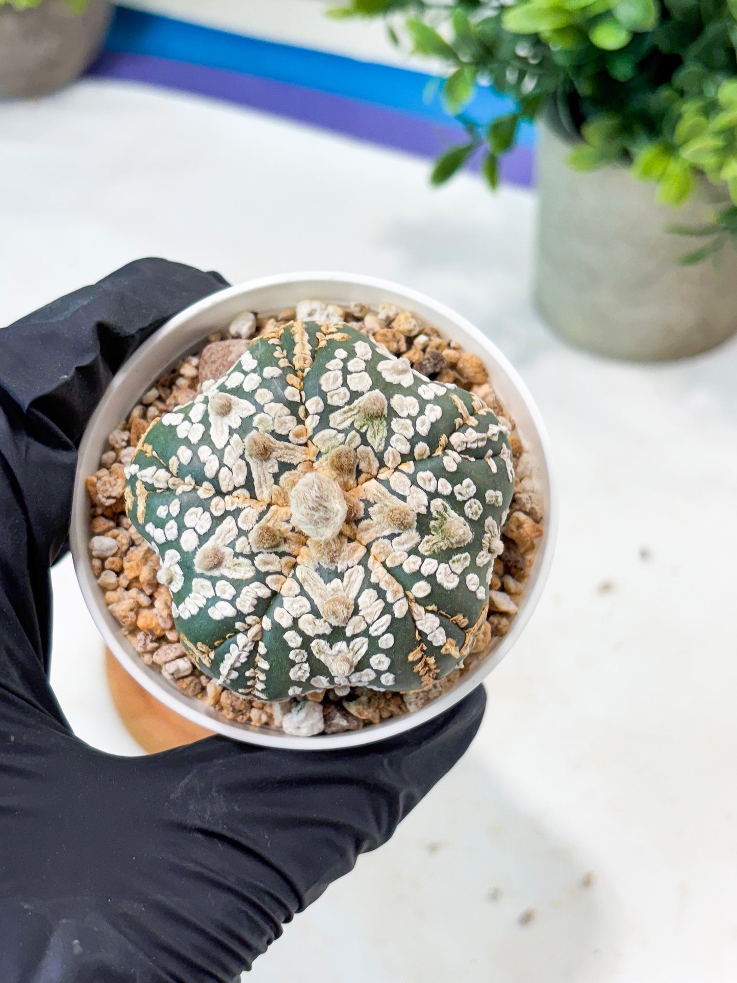 Astrophytum 5-Rib (T8) (y6) | Imported From Japan