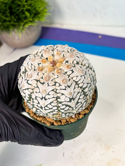 Astrophytum V-Type (at6) (y5) | Rare Star Cactus