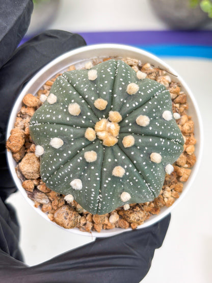 Astrophytum Super Kabuto (t7) (b1) | Imported Plants | 3" Pot