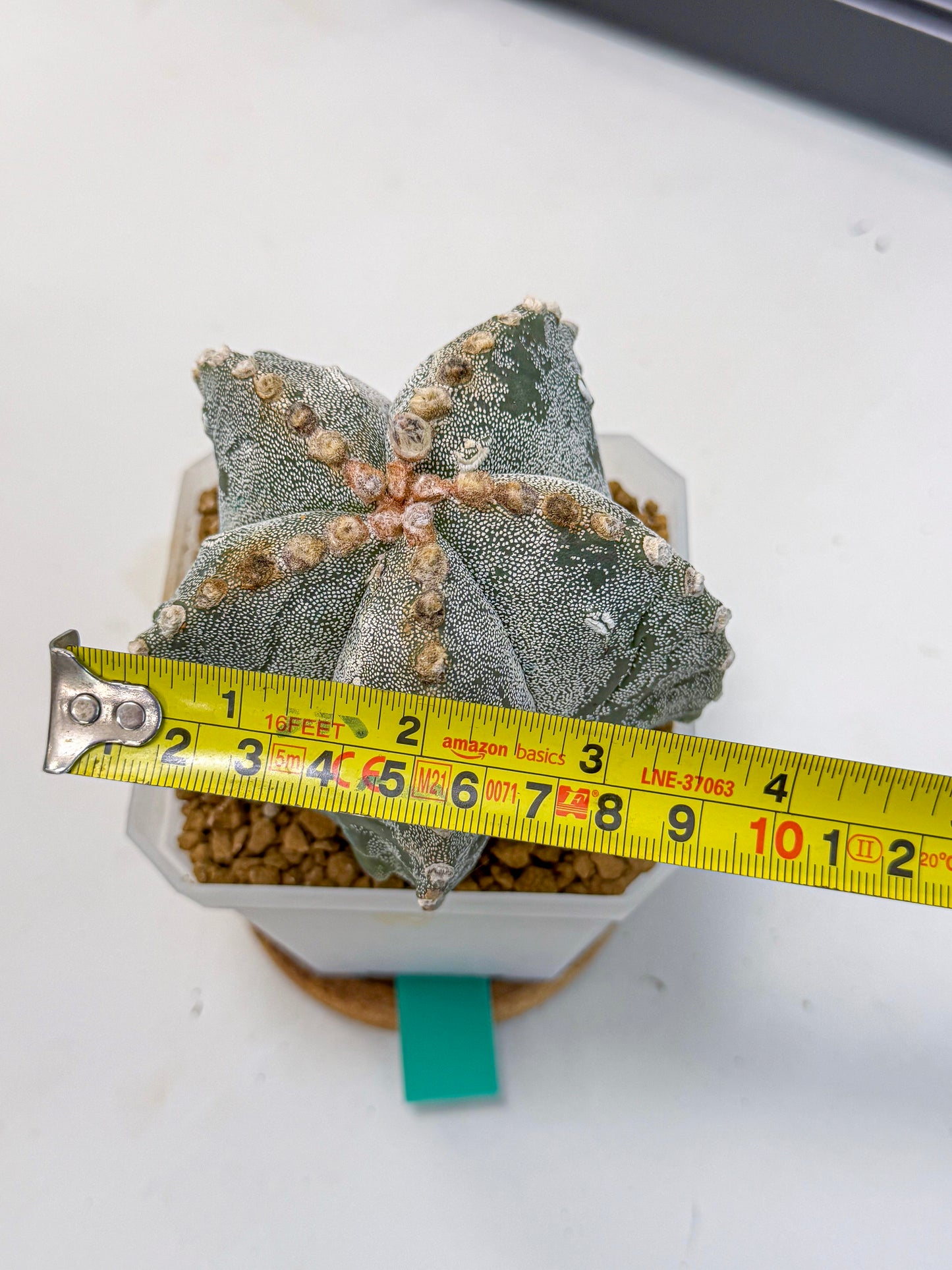 Astrophytum myriostigma (gg) | Desert Plant