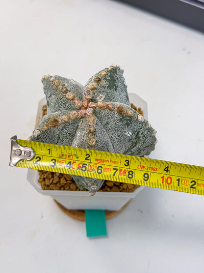 Astrophytum myriostigma (gg) | Desert Plant