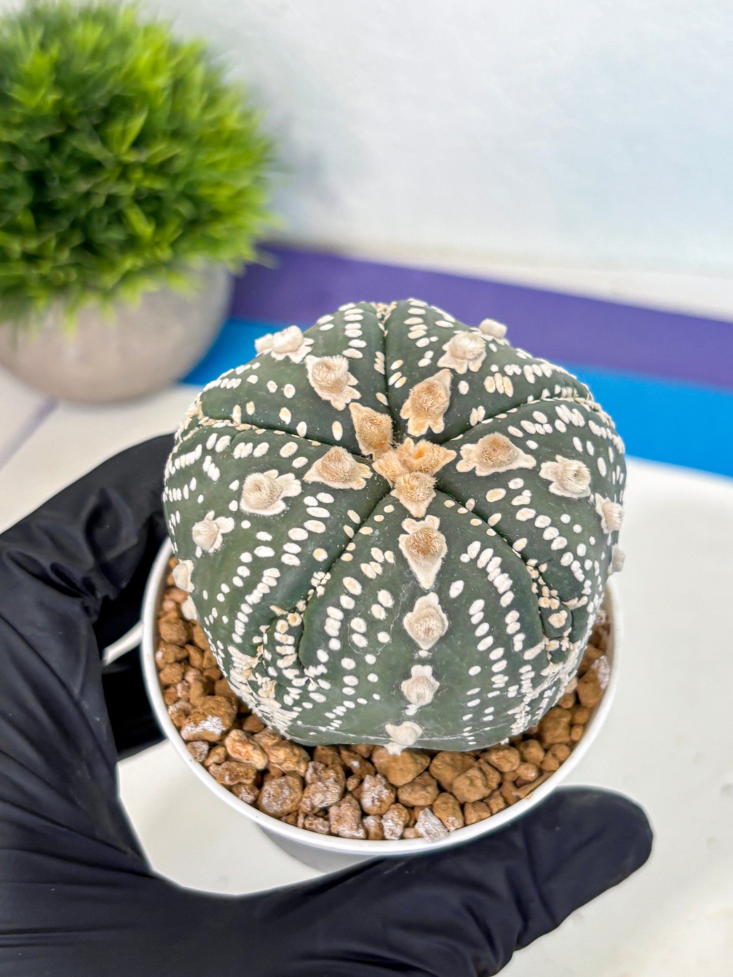 Astrophytum 5-Ribs (at7) (b1) | Living Rocks