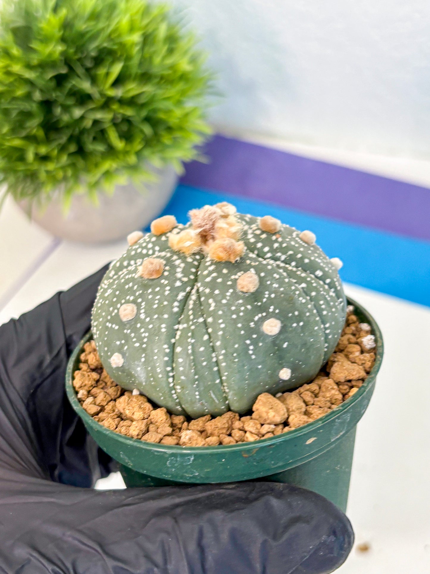 Astrophytum Fukuryu (at8) (10) | Rare Plant | Succulent Cactus