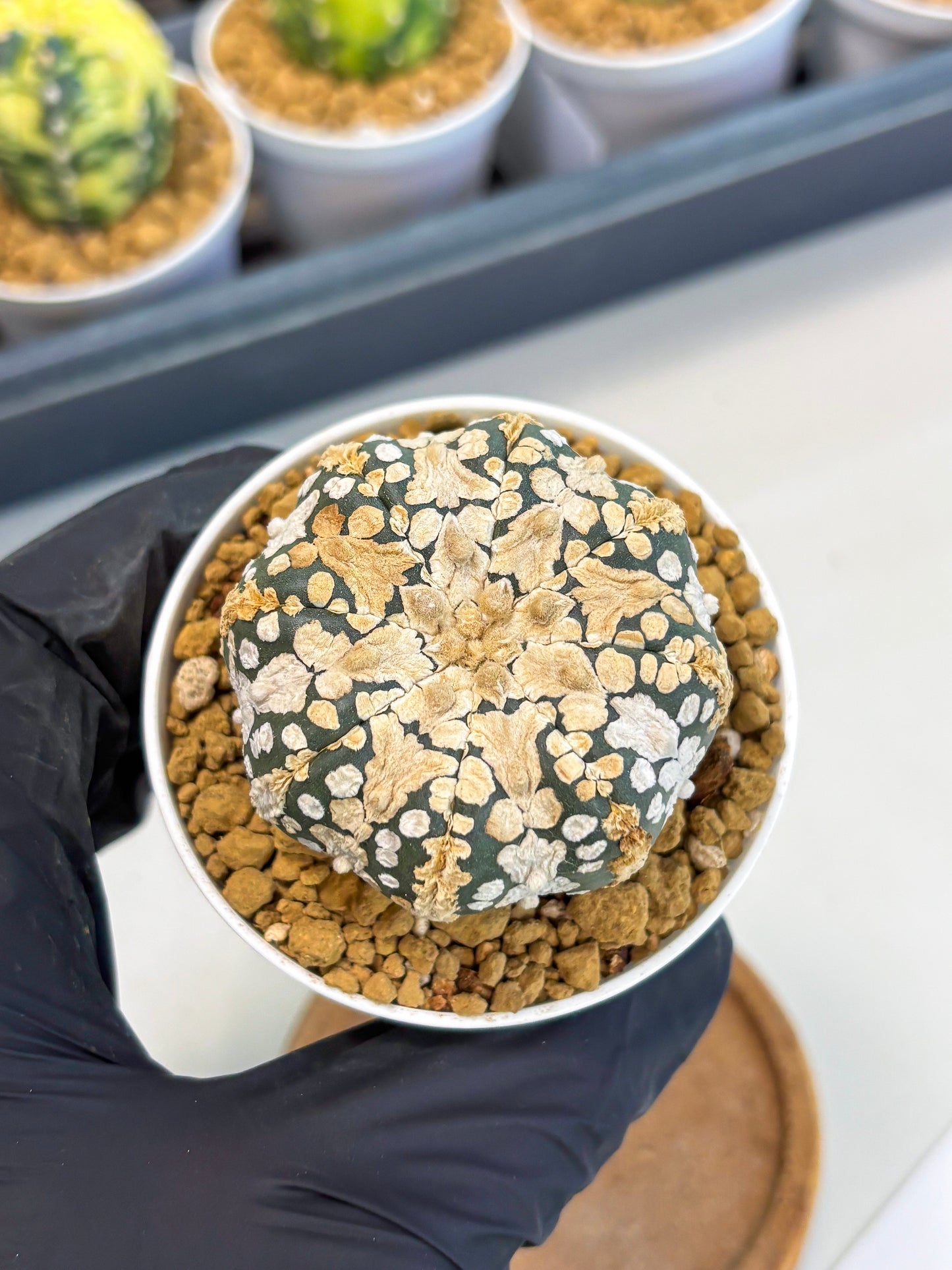 Astrophytum V-Type (at1) (p7) | Imported Cactus