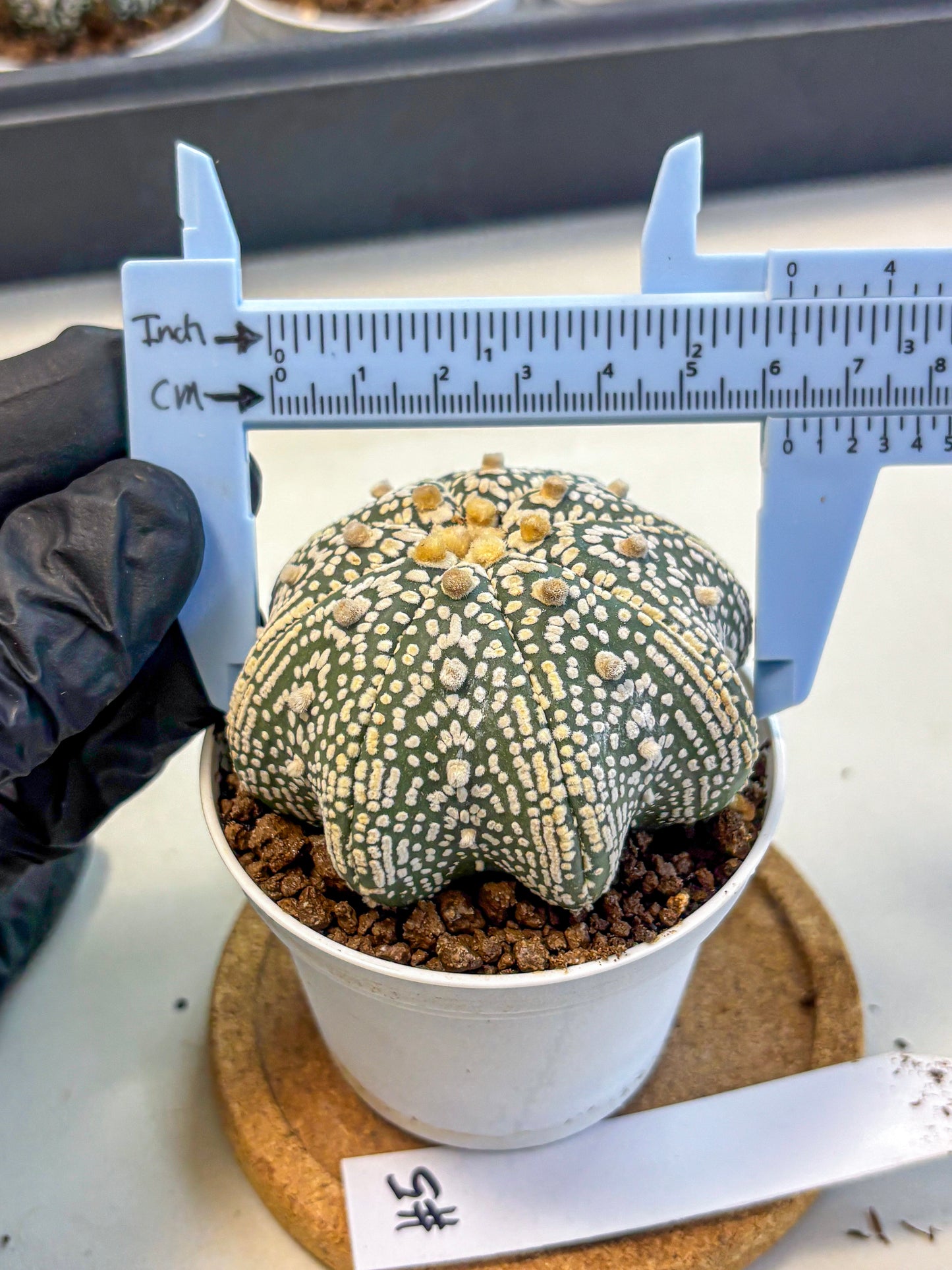 Astrophytum V Type (at5) (05) |  Sea urchin cactus