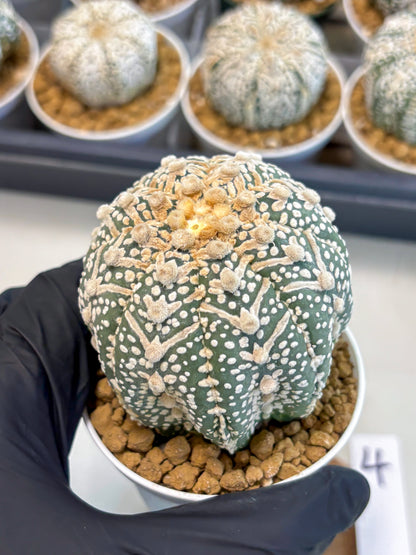 Astrophytum V-Type (at5) (p4) | Rare imported Plant