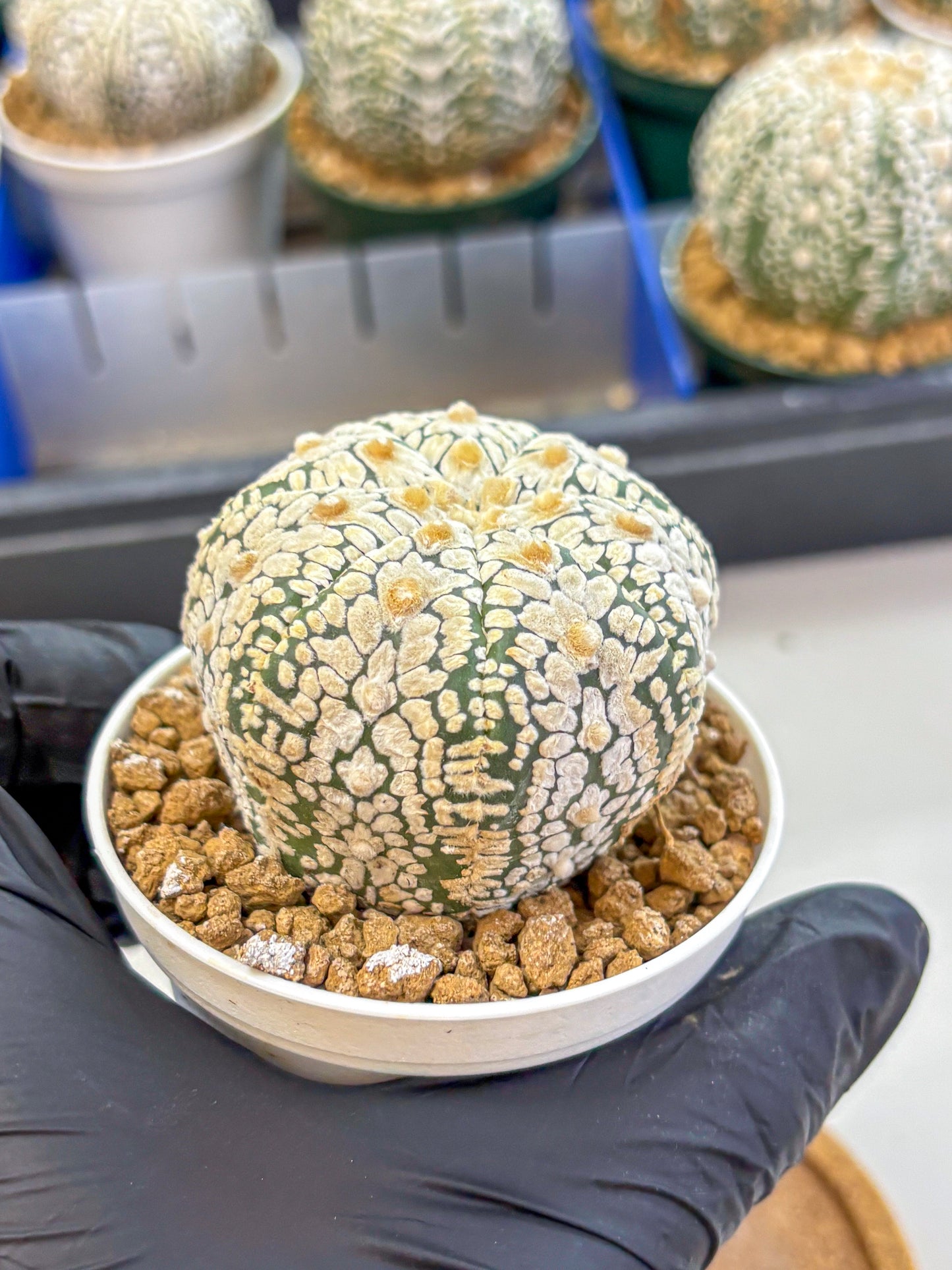Astrophytum V Type (at2) (05) | Live Plant | Rare Collection