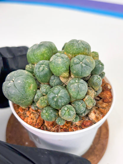 Spineless Cactus (Lo1) (g3) | For Advanced Growers