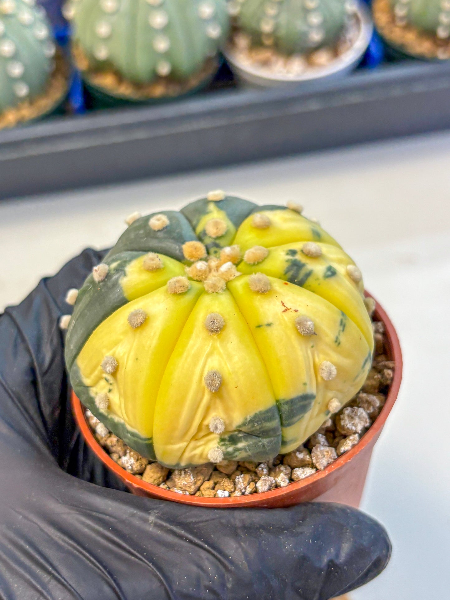 Astrophytum Variegated (at9) (05) | Rare Plant | Live Cactus