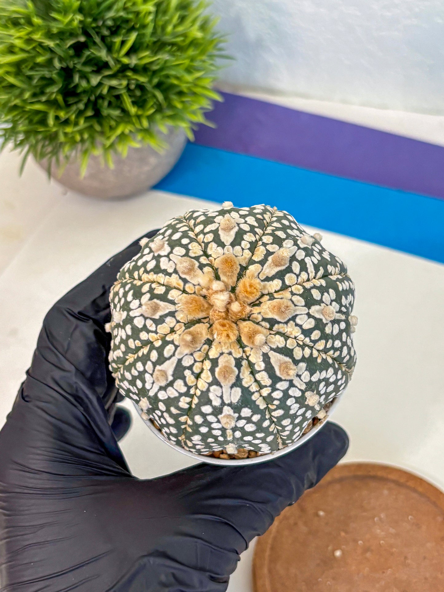 Astrophytum Super Kabuto (at10) (11) | sand dollar cactus