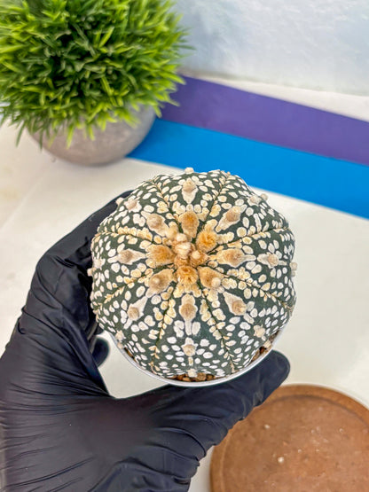 Astrophytum Super Kabuto (at10) (11) | sand dollar cactus