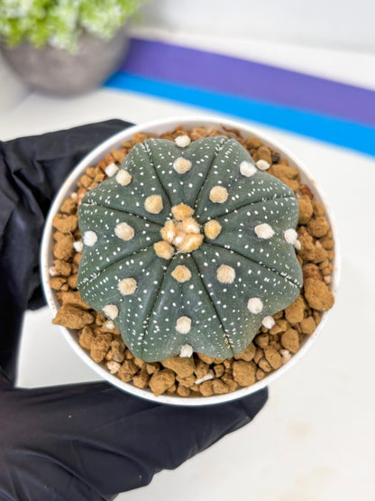 Astrophytum Star Shape (at3) (p5) | Very Rare Cactus