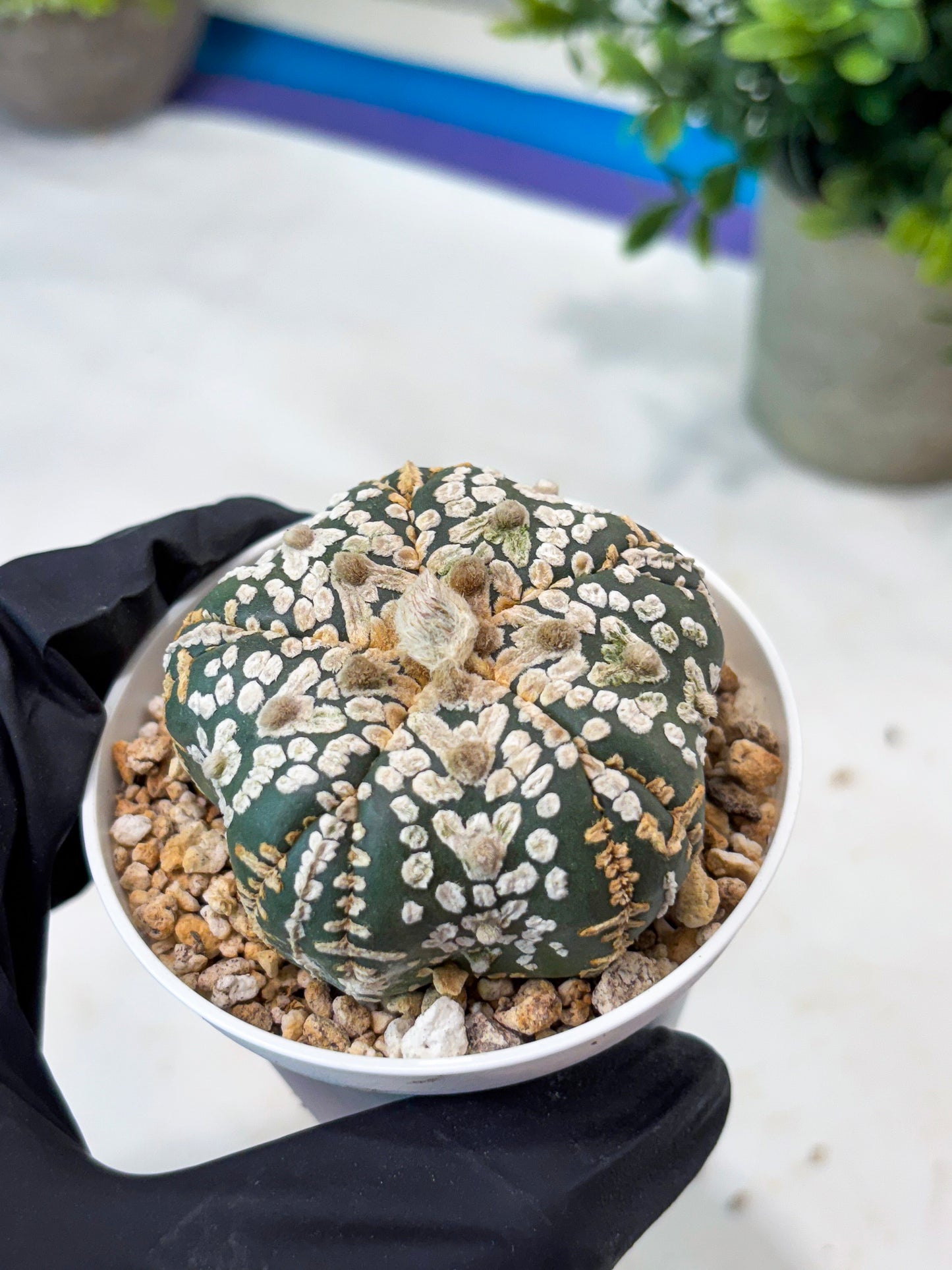 Astrophytum 5-Rib (T8) (y6) | Imported From Japan