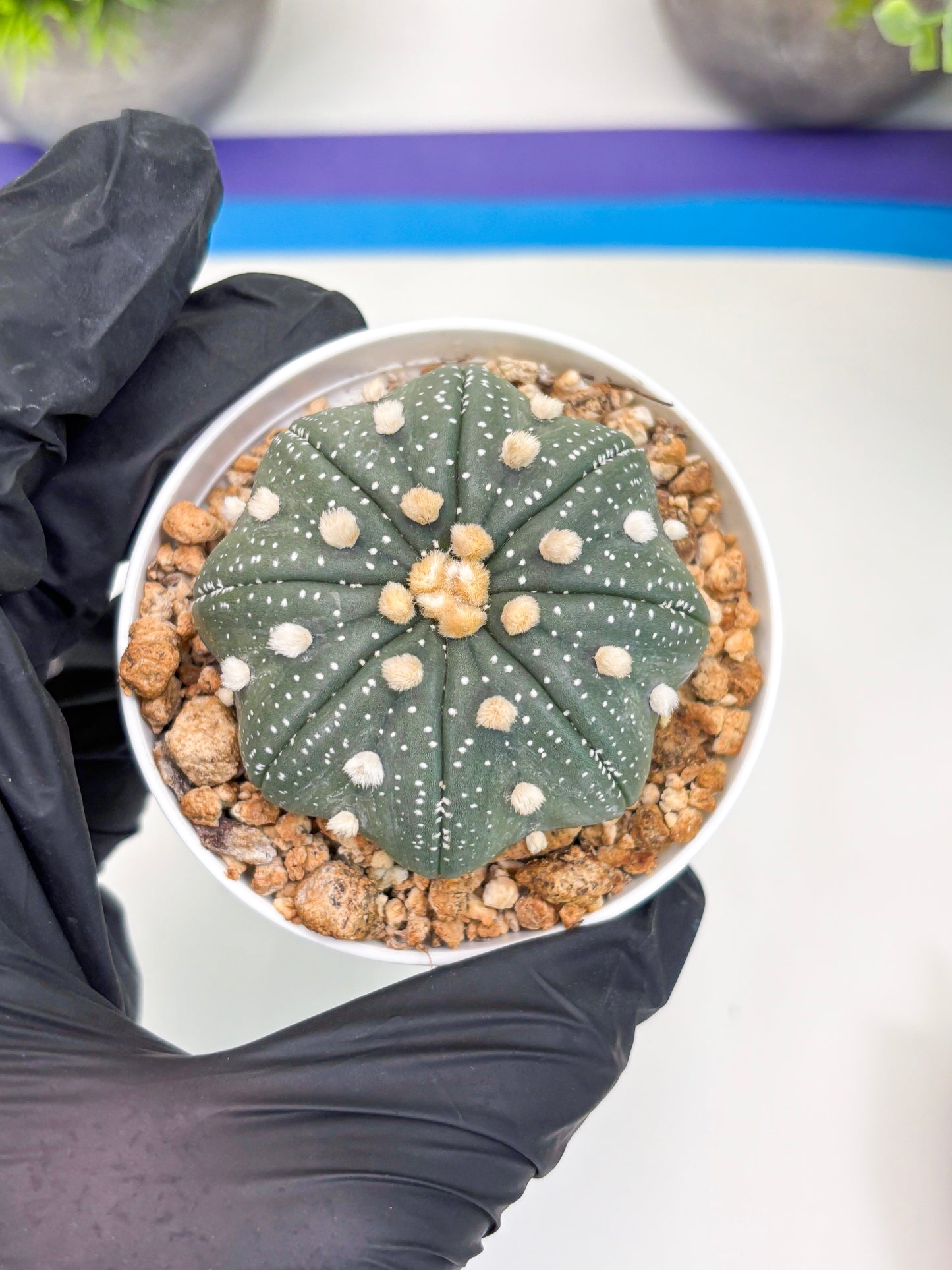 Astrophytum Super Kabuto (t7) (b1) | Imported Plants | 3" Pot