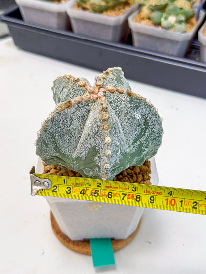 Astrophytum myriostigma (gg) | Desert Plant