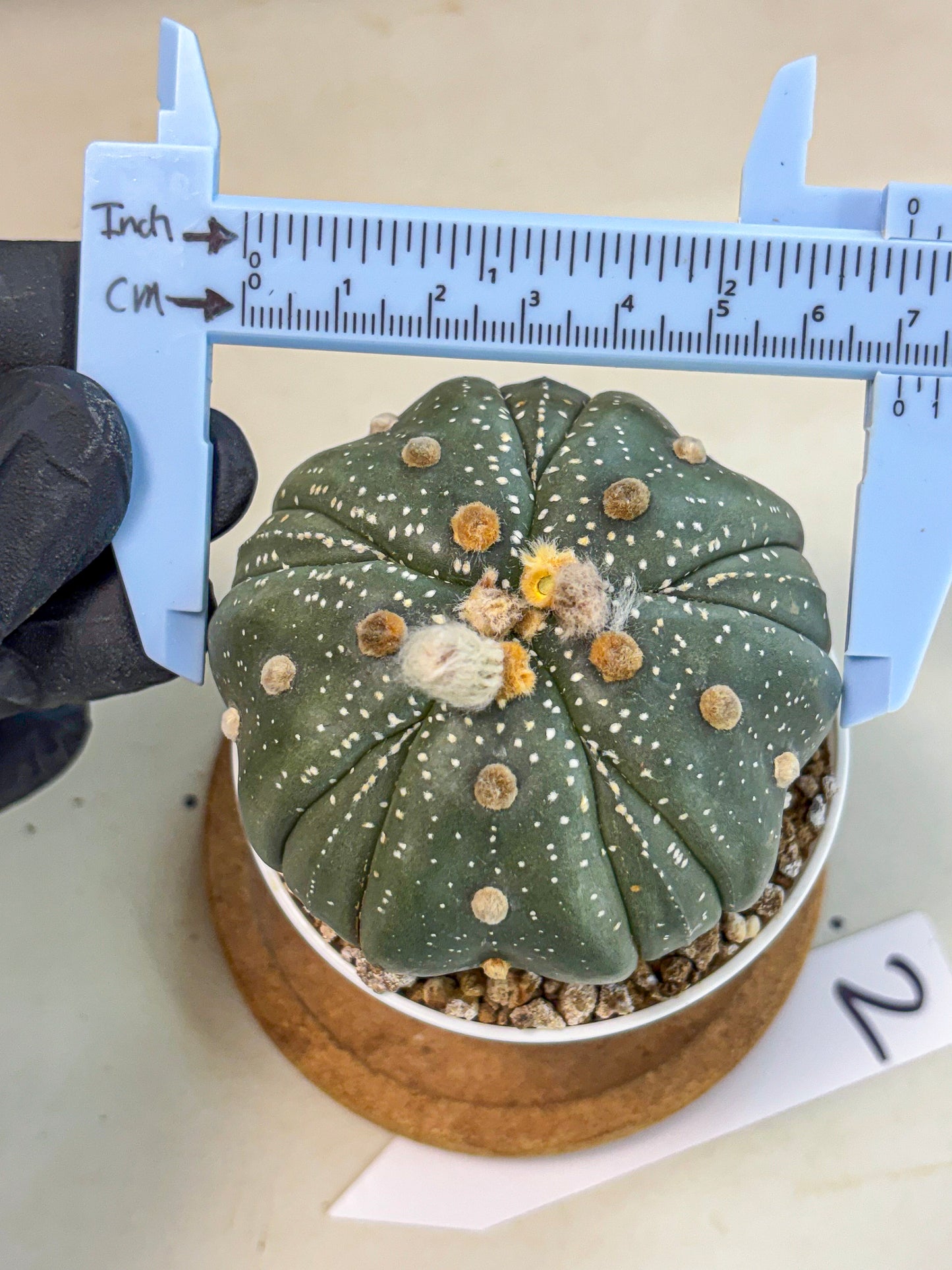 Astrophytum 5-Ribs (at7) (b2) | Living Rocks