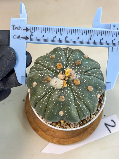 Astrophytum 5-Ribs (at7) (b2) | Living Rocks