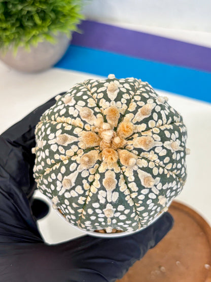 Astrophytum Super Kabuto (at10) (11) | sand dollar cactus