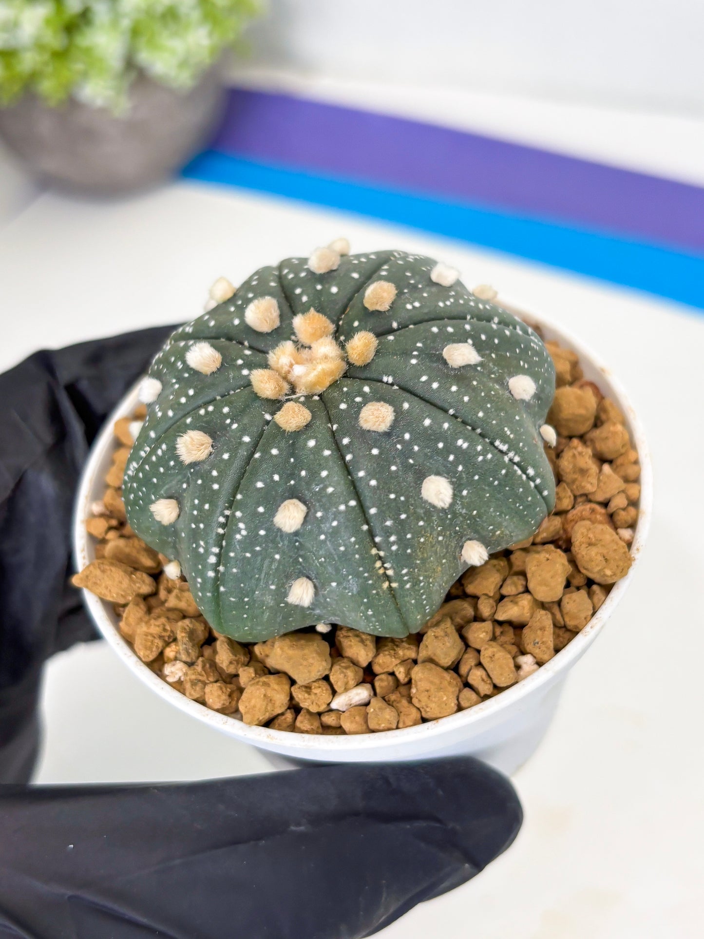 Astrophytum Star Shape (at3) (p5) | Very Rare Cactus