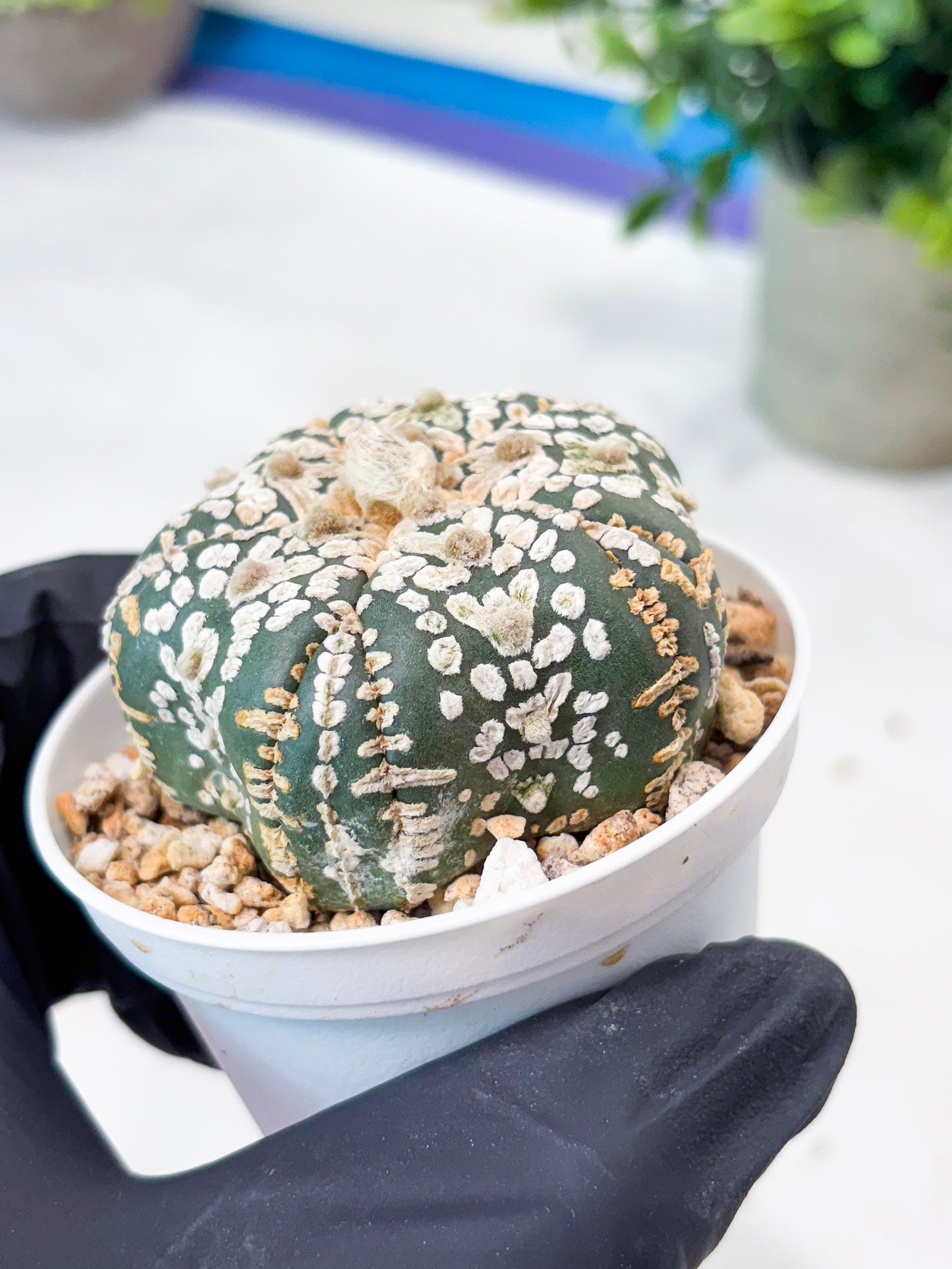 Astrophytum 5-Rib (T8) (y6) | Imported From Japan